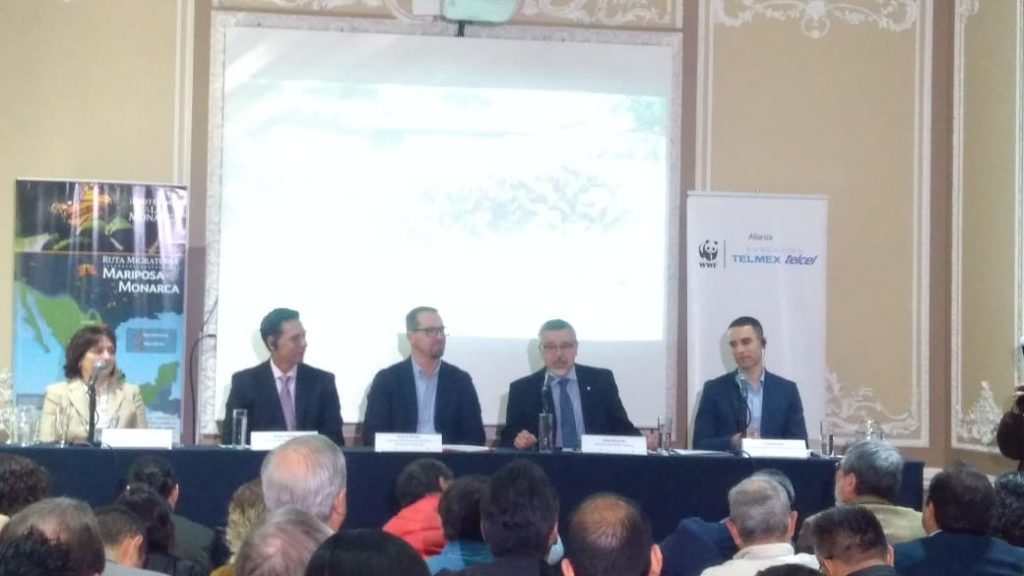 Aumenta 144% la presencia de la mariposa Monarca en los bosques mexicanos de hibernación