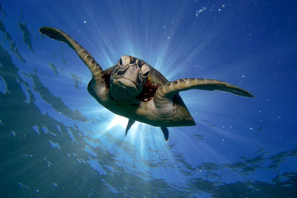 Alianza WWF-Fundación Telmex Telcel y voluntarios liberan 420 crías de tortuga golfina en Acapulco