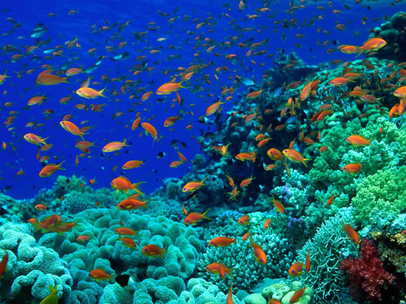 El sector privado debe tomar medidas urgentes para detener el deterioro de la salud de los océanos