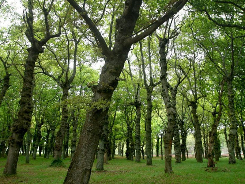 Boehringer Ingelheim suma más de 53,000 árboles plantados en pro de la salud