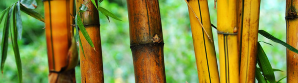 Bambú Árboles Nestlé