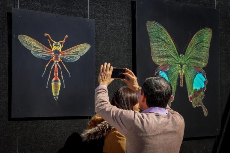 Arriban insectos en gran formato fotográfico al Parque Fundidora ...