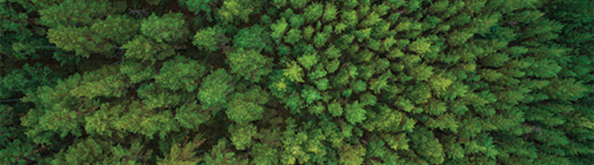 Joven logra récord mundial por haber plantado más de 23 mil árboles en un día