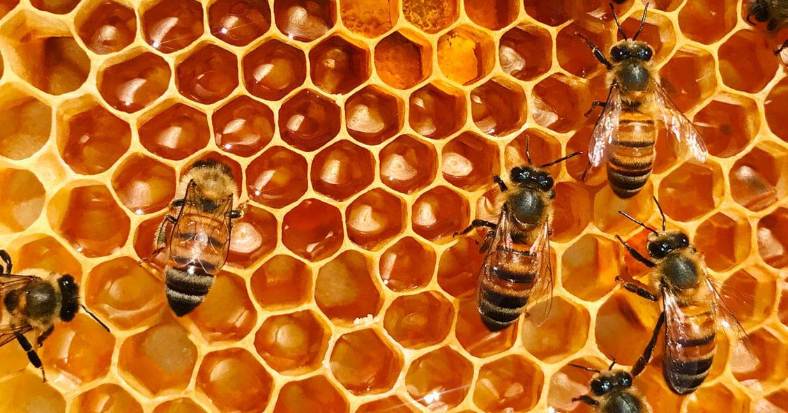 PepsiCo otra gran empresa que se suma al cuidado y preservación de las abejas
